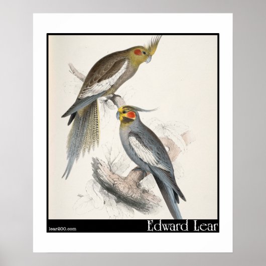 Poster La nouvelle perruque hollandaise d'Edward Lear (Devant)