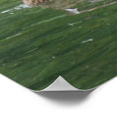 Poster Là où couchent les canards Imprimer (Coin)