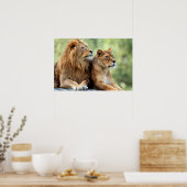 Poster La paire de lions et de lionnes (Cuisine)