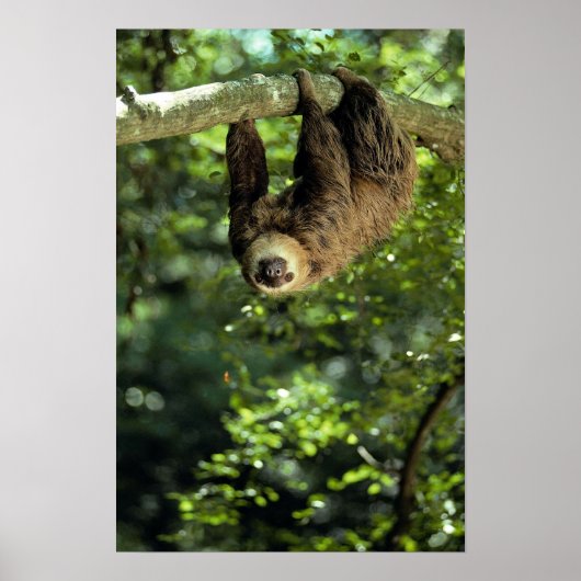 Poster La paresse à deux doigts de Hoffmann (Devant)