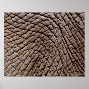 Poster La peau d'éléphant africain (africana de