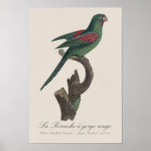 Poster La Perruche a gorge rouge (Devant)