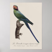 Poster La Perruche a nuque et joues rouges (Devant)