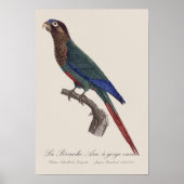 Poster La Perruche Ara, à gorge variée  (Devant)