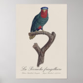 Poster La Perruche fringillaire (Devant)