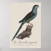 Poster La Perruche ingambe (Devant)