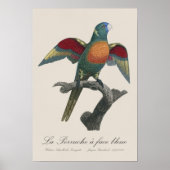 Poster La Perruche une face bleue (Devant)