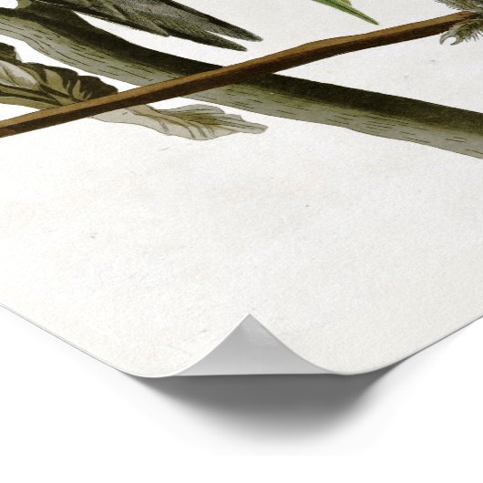 Poster La perruque de Caroline d'Audubon (Coin)