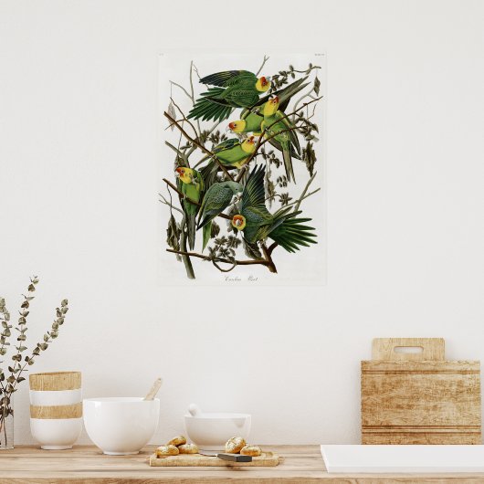 Poster La perruque de Caroline d'Audubon (Cuisine)