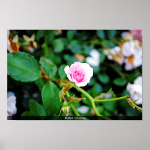 Poster La Petite Rose