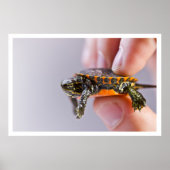 Poster La Petite Tortue (Devant)