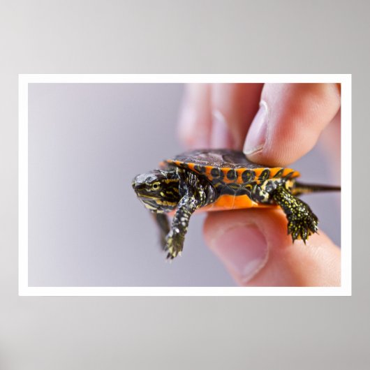 Poster La Petite Tortue (Devant)