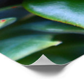 Poster La photographie de la nature verte et succulente (Coin)