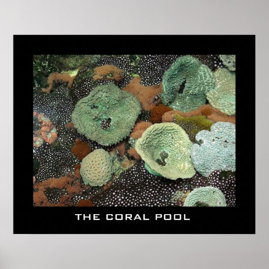 Poster La piscine de corail (Devant)