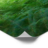 Poster La piste des Groves antiques au parc national olym (Coin)