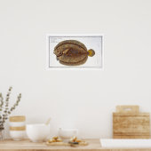 Poster La plaque Argus Flounder (Pleuronectes Argus) XLVI (Cuisine)