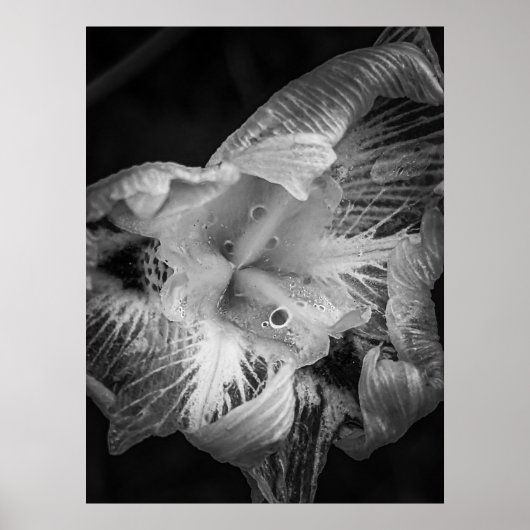 Poster La Pluie Noir - Quinzaine Lily, Transparent (Devant)