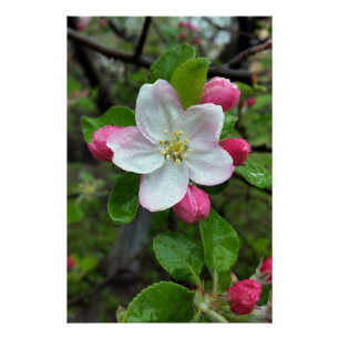 Poster La pluie tombe sur une petite fleur