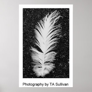 Poster La plume d'aigrettes par TDGallery