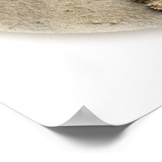 Poster La Plumeria de Starfish Shells sur le sable (Coin)