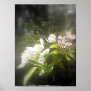 Poster la pomme fleurit #2, noir et blanc focal