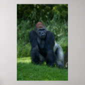Poster La position de Silverback Gorilla (Devant)