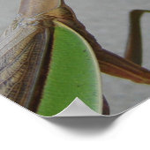 Poster La prière Mantis visite la bibliothèque (Coin)