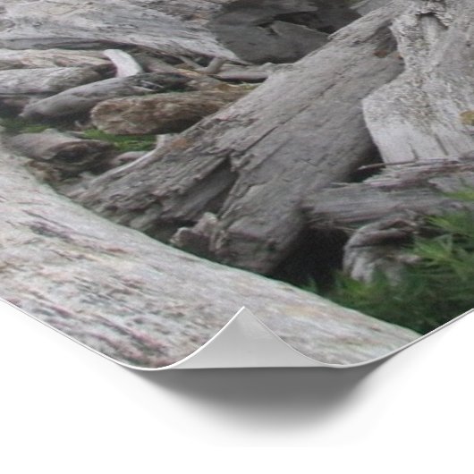 Poster La Push, Côte Pacifique - WA (Coin)