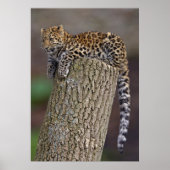 Poster La queue d'un léopard (Devant)