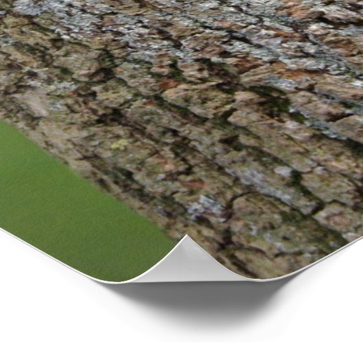 Poster La queue d'un léopard (Coin)