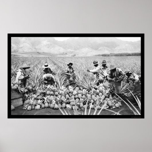 Poster La récolte d'ananas Hawaii 1917 (Devant)