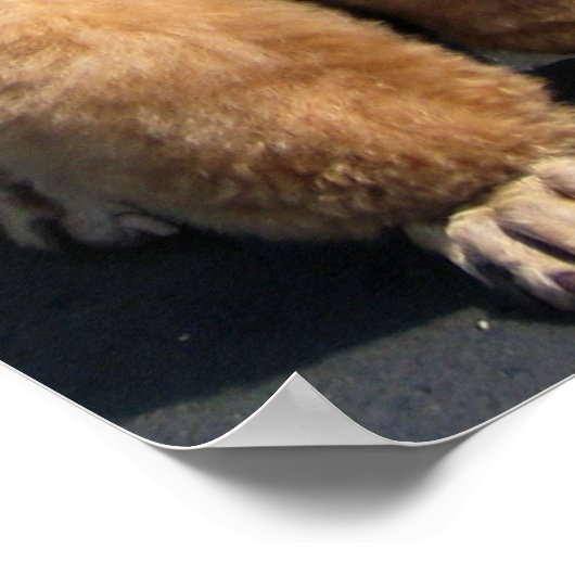 Poster La réponse de mon ami, c'est Poodles dans le vent. (Coin)