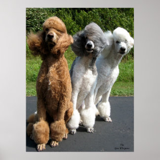 Poster La réponse de mon ami, c'est Poodles dans le vent.