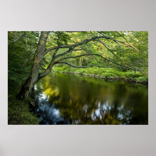 Poster La rivière Taunton à Bridgewater, (Devant)