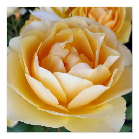 Poster La rose jaune (Devant)