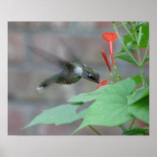 Poster La Rubis-gorge sirote l'affiche