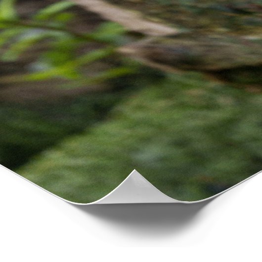 Poster La sérénité du pélican, un regard captivant (Coin)