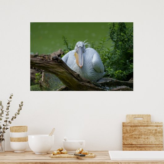 Poster La sérénité du pélican, un regard captivant (Cuisine)