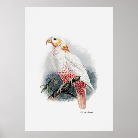 Poster La Série De Perroquets Un Des Trois (Devant)