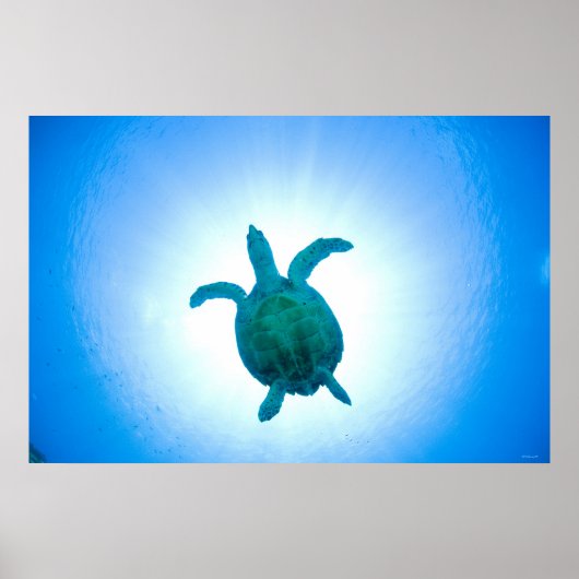 Poster La tortue de mer nageant sous l'eau (Devant)