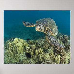 Poster La tortue verte, (Chelonia mydas), est le
