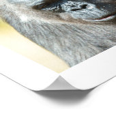 Poster La troupe de Gorilla (Coin)