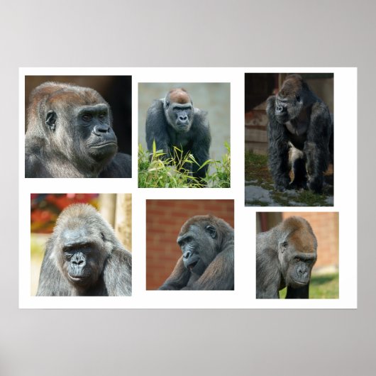 Poster La troupe de Gorilla (Devant)