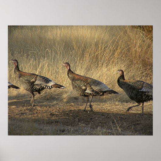 Poster La Turquie marche au coucher du soleil (Devant)