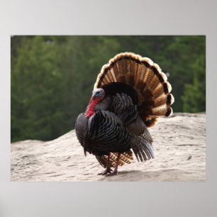 Poster La Turquie sauvage