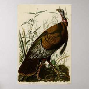 Poster La Turquie sauvage