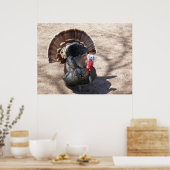 Poster La Turquie sauvage du Rio Grande (Cuisine)