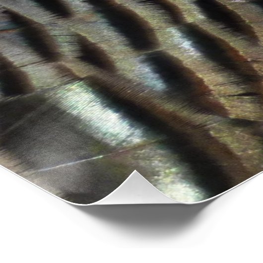 Poster La Turquie sauvage Plumes I Abstrait Nature Design (Coin)