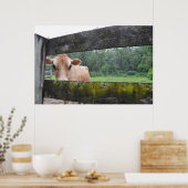 Poster La vache Cookie Pille À Travers La clôture (Cuisine)