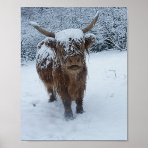 Poster La vache des Highlands sur l'affiche de neige